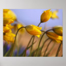 Suche nach zusätze poster Blume
