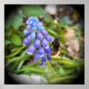 Suche nach biene poster Hummel