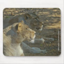 Suche nach löwen mousepads Afrika