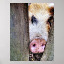 Suche nach schwein poster Spaß