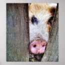 Suche nach schwein niedlich poster Spaß