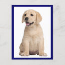 Suche nach gelbes labrador retriever postkarten Denken sie