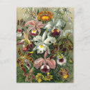 Suche nach orchideen blumen postkarten Natur