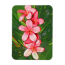 Suche nach frangipani magnete Blume