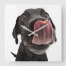 Suche nach licking poster Pet