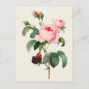 Suche nach redouté postkarten Rosa