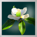 Suche nach magnolien poster Für sie