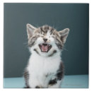 Suche nach hauskatzen fliesen Studioschuß