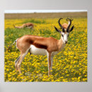 Suche nach gazelle poster Natur