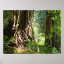 Suche nach mammutbaum poster Natur