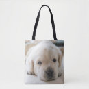 Suche nach goldener labrador taschen Welpe