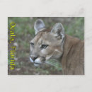Suche nach panther postkarten Florida