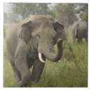 Suche nach asiatischer elefant fliesen Nationalpark