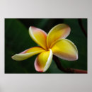 Suche nach hawaii blumen poster Flora