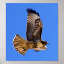 Suche nach falco poster Falken