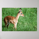 Suche nach impala poster Fotografie