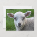 Suche nach lamm postkarten Wolle