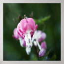 Suche nach weißes blutendes herz Herzen