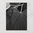 Suche nach fotosynthese poster Botanik