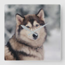 Suche nach husky wanduhren Malamute