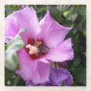 Suche nach hummeln untersetzer Blume