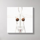 Suche nach uterus poster Biologie