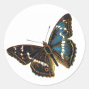 Suche nach schmetterlinge und motten aufkleber Raupe