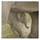 Suche nach asiatischer elefant fliesen Wiese