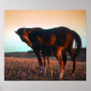 Suche nach colte poster Ranch