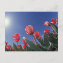 Suche nach oben postkarten Rosa