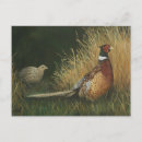 Suche nach fasan postkarten Vögel