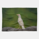 Suche nach albino Selten