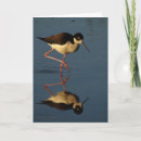Suche nach watender vogel Watende vögel
