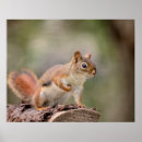 Suche nach eichhörnchen poster Wild lebende tiere