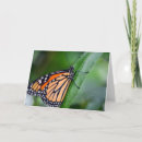 Suche nach monarch karten Insekt