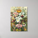 Suche nach orchideen leinwandbilder Blume