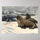 Suche nach walrus poster Walrost
