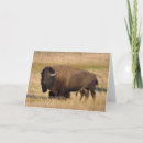 Suche nach bison karten Büffel
