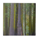 Suche nach baumstämme fliesen Landschaft