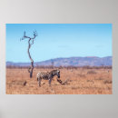 Suche nach plains zebra Tier