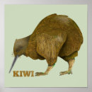 Suche nach kiwi poster Vogel