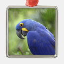 Suche nach gefährdet ornamente Wild