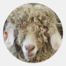 Suche nach lustige ziege aufkleber Nutztiere