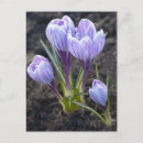 Suche nach krokus postkarten Quelle