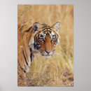 Suche nach bengalischer tiger poster Wildtiere