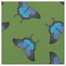 Suche nach papilio Schmetterlinge