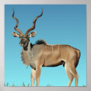 Suche nach kudu Natur