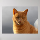 Suche nach merlin poster Katze