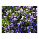 Suche nach alexandra poster Blume