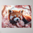 Suche nach roter panda poster Tier